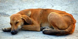 Ayuntamiento de Valladolid adjudica por 69.536 la recogida, captura y traslado de animales vagabundos o abandonados