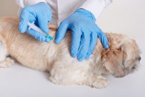 La OCV pide homogeneizar la vacunación antirrábica en todo el país tras el tránsito por España de un perro infectado