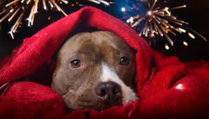 La noche de San Juan, una pesadilla silenciosa para millones de mascotas en España