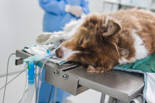 Factores de riesgo para la hipotensión en perros anestesiados: un análisis retrospectivo de 390 casos