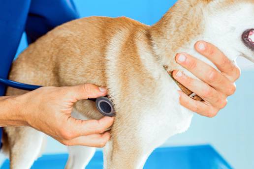 Vigilancia urbana de especies de Babesia en perros y gatos: evidencia molecular de Changsha, China