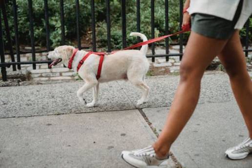 Los veterinarios de León recuerdan el riesgo de golpes de calor y deshidratación si no se protege a las mascotas de las altas temperaturas