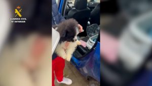 Nueve investigados tras una operación contra una red de venta de cachorros en Ávila en la que ha colaborado el Colegio de Veterinarios