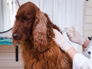 El Colegio de Veterinarios de Toledo alerta del riesgo de flexibilizar la vacunación frente a la rabia