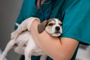 La veterinaria, la parte de la salud que casi nunca se logra ver