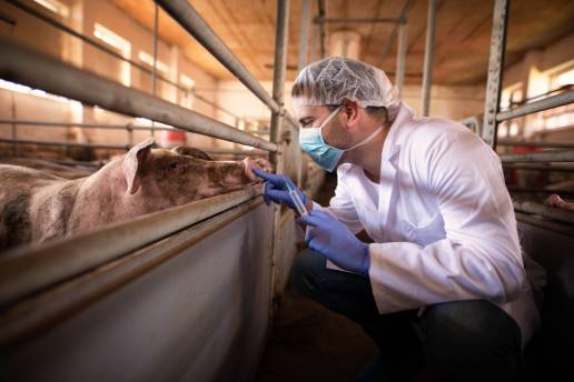 Conciencia, actitudes e intención de los veterinarios porcinos de recomendar tecnologías de ganadería de precisión a sus clientes