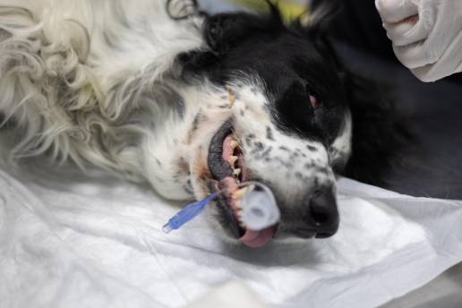 Uso adjunto de una membrana de colágeno para el cierre quirúrgico de fístulas oronasales en perros con condiciones locales desafiantes: una serie de casos