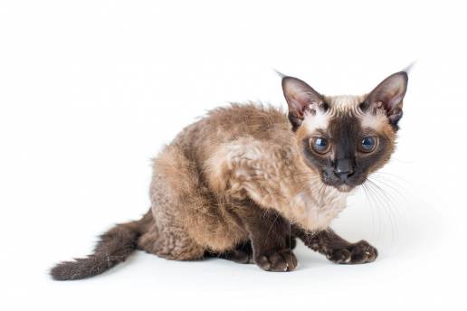 Informe del caso: Un drenaje anómalo de la vena hepática izquierda, una vena cava craneal izquierda persistente y una fístula arteriovenosa abdominal en un gato Devon Rex