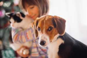 Un estudio del Gobierno estima que en España hay más de 15 millones de animales de compañía