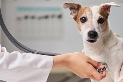 Tintas reutilizables a base de gelatina para impresión 3D de tabletas veterinarias de gabapentina: un enfoque sostenible