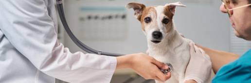Tintas reutilizables a base de gelatina para impresión 3D de tabletas veterinarias de gabapentina: un enfoque sostenible