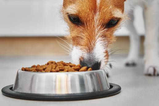 Los perfiles metabólicos muestran pocas diferencias en aminoácidos séricos, compuestos de un carbono y ácidos grasos en perros alimentados con una dieta vegetal (
