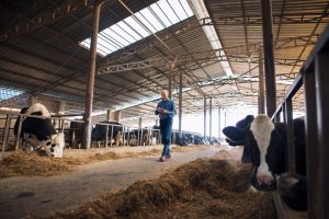 El ICOVV busca veterinarios formadores en bienestar animal