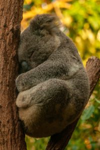 El declive de las poblaciones de koalas se produjo antes de que llegaran los humanos