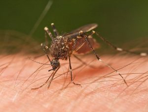 Cómo los mosquitos nos encuentran y nos pican (y por qué no nos ocurre a todas las personas por igual)