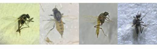 Descubren cuatro nuevas especies de moscas hematófagas en Andalucía