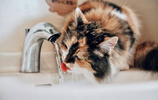 ¿Tu gato bebe suficiente agua?