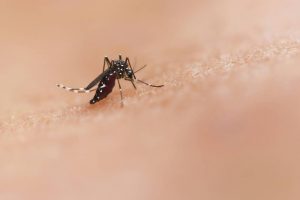 La vacuna frente al dengue ofrece una alta seguridad en viajeros de regiones no endémicas