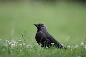 Las grajillas comparten dormideros con otras aves para resistir la transformación del paisaje