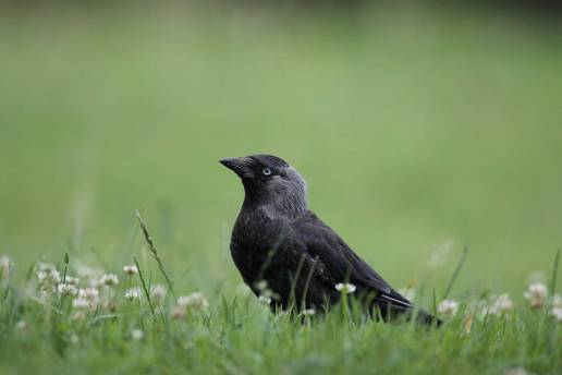 Las grajillas comparten dormideros con otras aves para resistir la transformación del paisaje
