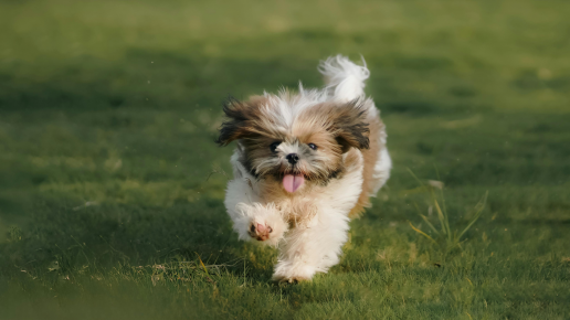 La Real Sociedad Canina alerta en plena ola de calor de que no hay razas de perros inmunes a las altas temperaturas