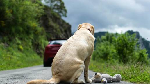 El Colegio de Veterinarios de Sevilla se suma al Día Mundial contra el abandono de Animales de Compañía