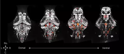 Jennifer Li, neurocientífica: “Los animales presentan patrones complejos de sueño desde hace cientos de millones de años”