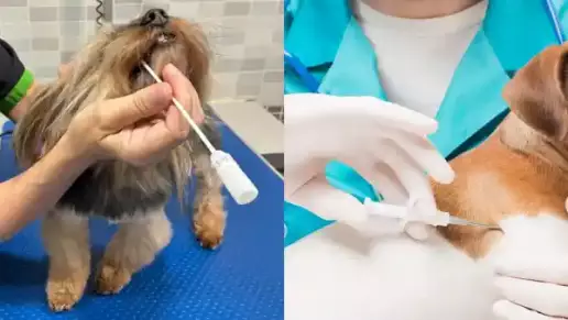¿Qué es el ADN canino y por qué no sustituye al microchip?