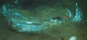 Encuentran un espectacular cementerio de ballenas a 7.000 metros de profundidad