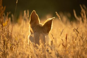Las espigas en perros, un riesgo frecuente