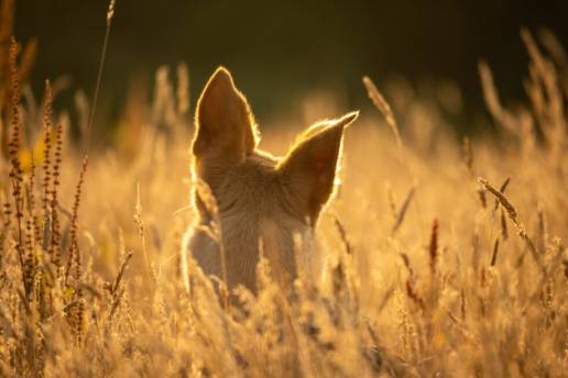 Las espigas en perros, un riesgo frecuente