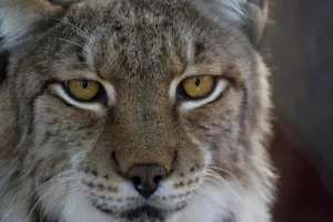 La paradoja del lince ibérico: los atropellos alcanzan cifras récord, pero su población también