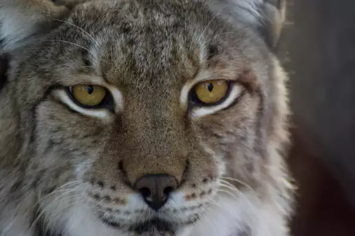 La paradoja del lince ibérico: los atropellos alcanzan cifras récord, pero su población también