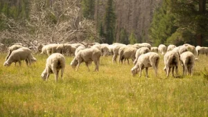 La Generalitat Valenciana convoca ayudas al pastoreo extensivo para prevenir incendios forestales