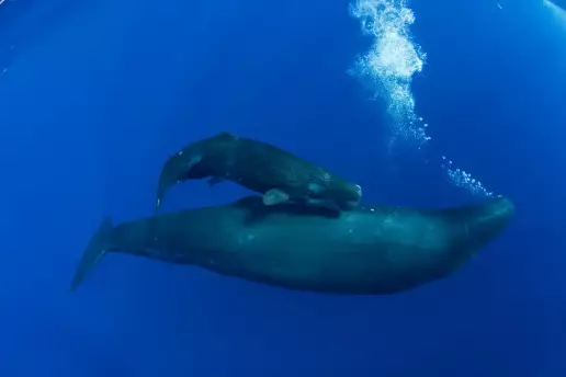 Halladas a la deriva en el Cañón de Barcelona, una de las zonas más valiosas para los cetáceos del Mediterráneo, las dos ballenas podrían haberse convertido en nuevas víctimas invisibles de las rutas marítimas.