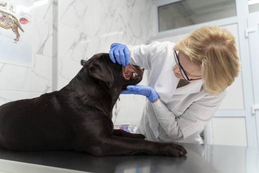 El Colegio de Veterinarios de Málaga consigue una nueva sentencia por intrusismo profesional