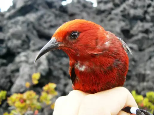 ¿Por qué fabricar un nido? Mejor robárselo al vecino: el secreto de estas aves hawaianas