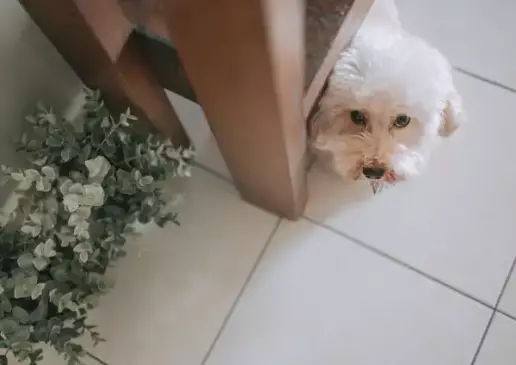 Perros, gatos y petardos: ¿cómo podemos minimizar el estrés de los animales durante las verbenas?