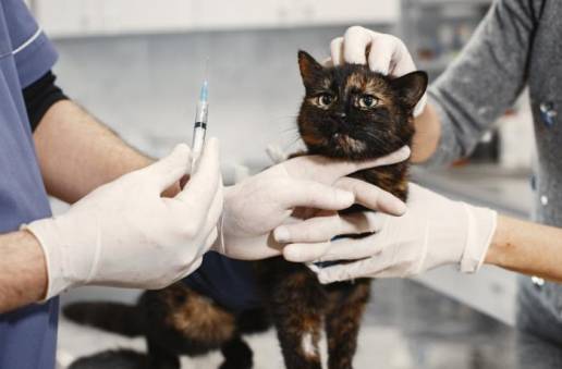 Urgente: quedan pocas semanas para firmar la ILP que busca evitar más muertes por falta de acceso a medicamentos veterinarios