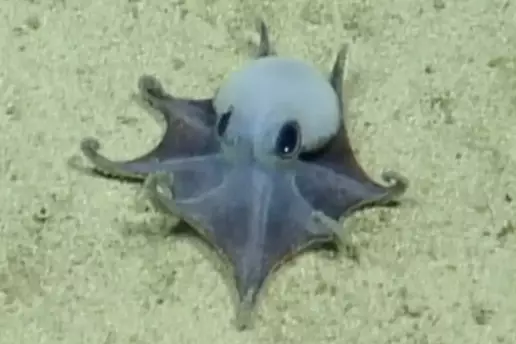 Un pulpo azul que cabe en la palma de tu mano: las Islas Galápagos dan la bienvenida a una nueva especie fascinante
