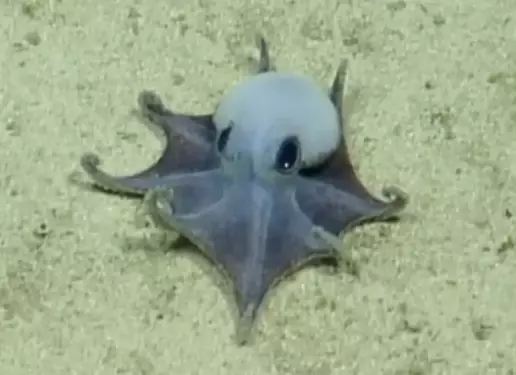 Un pulpo azul que cabe en la palma de tu mano: las Islas Galápagos dan la bienvenida a una nueva especie fascinante