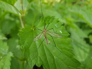 Parecen mosquitos, pero no lo son: la verdad sobre el insecto que vuelve cada año con el calor
