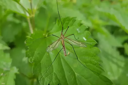 Parecen mosquitos, pero no lo son: la verdad sobre el insecto que vuelve cada año con el calor
