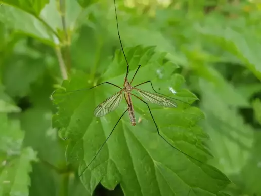 Parecen mosquitos, pero no lo son: la verdad sobre el insecto que vuelve cada año con el calor