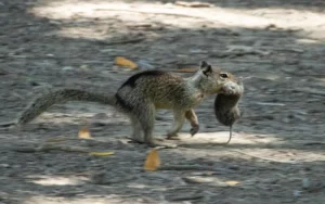 Darwin, ¿tenemos un problema? Las ardillas se están volviendo carnívoras y eso es algo que no debería estar pasando