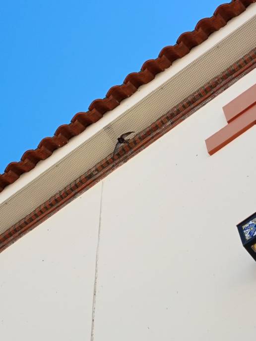Dos edificios públicos de Extremadura sin riesgos para las migratorias