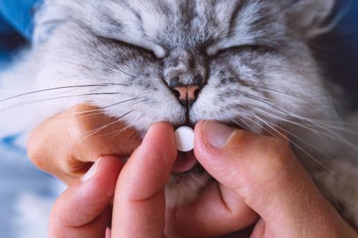 Uso de gabapentina para reducir la ansiedad en gatos