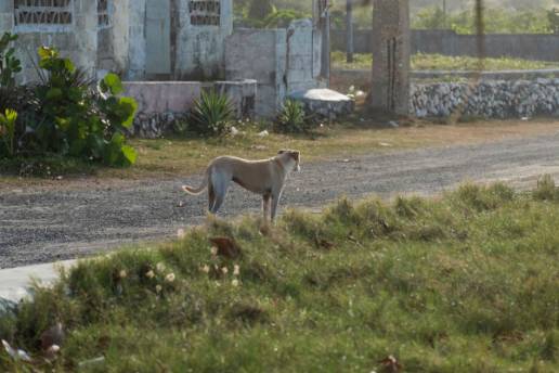 Las cifras de abandono se estancan y la presión sobre las protectoras sigue: en 2025 más de 285.000 perros y gatos ingresaron en centros de acogida