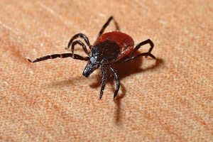 Las autoridades sanitarias europeas ponen las enfermedades transmitidas por mosquitos y garrapatas entre los riesgos del verano