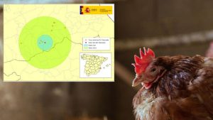 Agricultura adopta medidas de protección frente a la enfermedad de Newcastle en la Comunitat